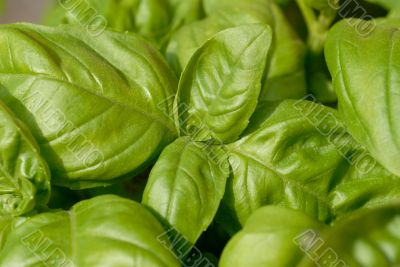 basilico