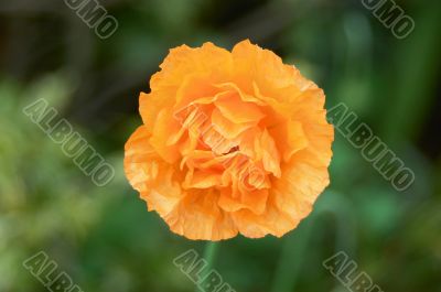 Orange poppy