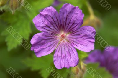 Geranium