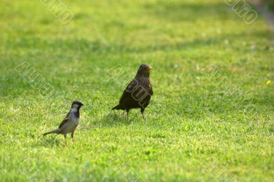 Sparrow and thrush