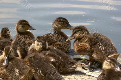 Baby ducks