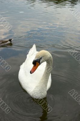 Swan