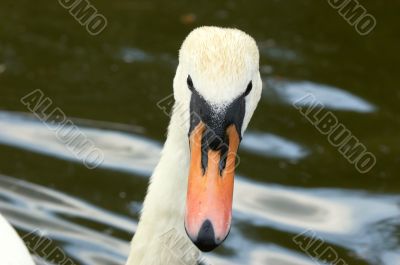 Swan