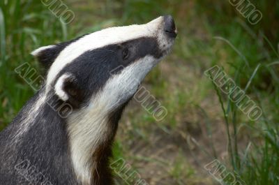 Badger