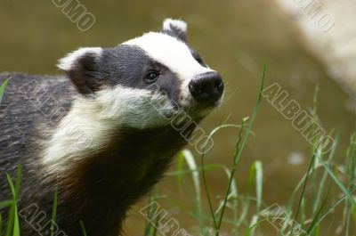 Badger