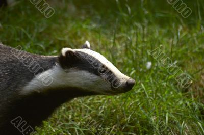 Badger