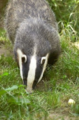 Badger