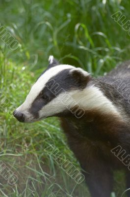 Badger