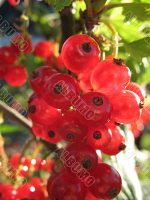 Red currant