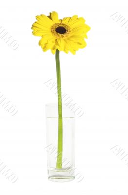 Yellow gerber in a glass