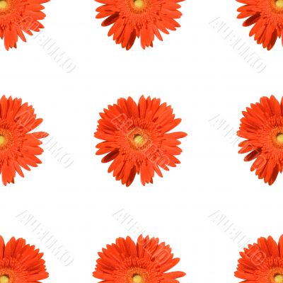 Background from red gerbers