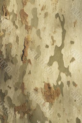 camo bark