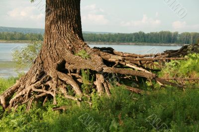 Roots, Volga river bank