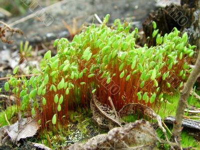 Spring moss