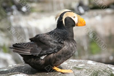 Tufted puffin,