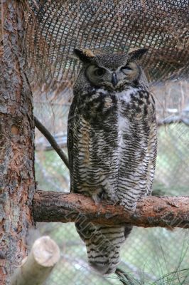 Great horned owl