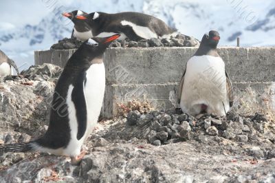 Gentoo penguin, greeting its mate