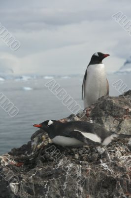Gentoo penguin, greeting its mate