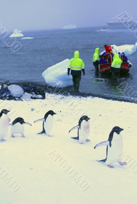 March of the Penguins