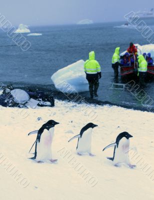 March of the Penguins