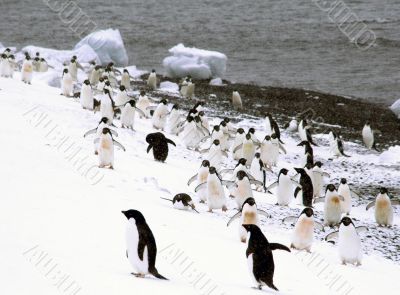 Flock of Adelie penguins