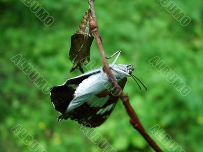 Newborn of the butterfly