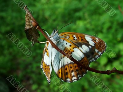 Newborn of the butterfly