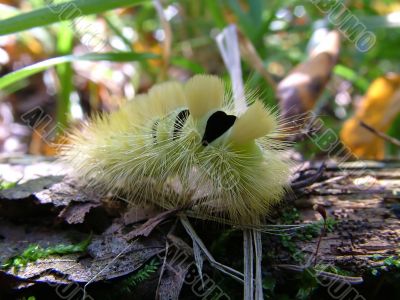 Caterpillar