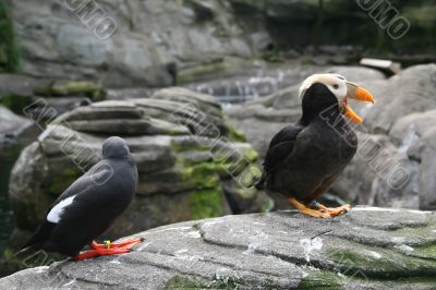 Tufted puffin, and Pigeon Guillemot