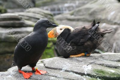 Tufted puffin, and Pigeon Guillemot