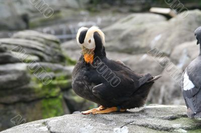 Tufted puffin, preening,