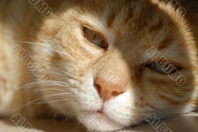 lillo ginger cat
