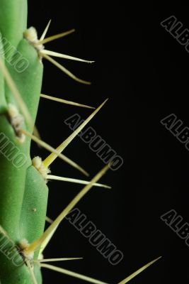 close cactus