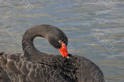 Black swan
