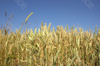 wheat field