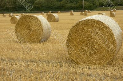 Rolls of hay