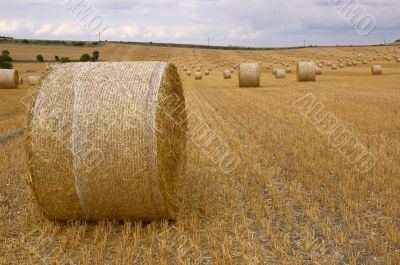 Rolls of hay