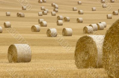 Rolls of hay