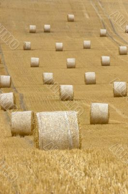 Rolls of hay