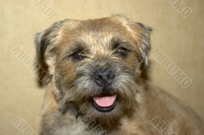 border terrier