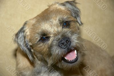 border terrier
