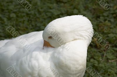 White Duck