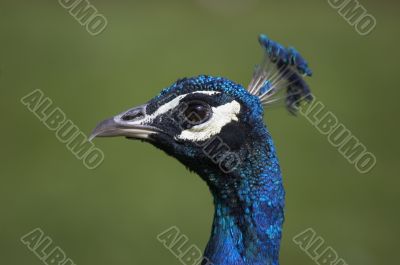 Peacock