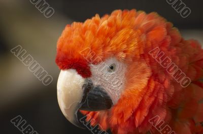 Red Macaw