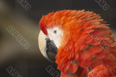 Red Macaw