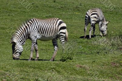 Zebra`s in a field