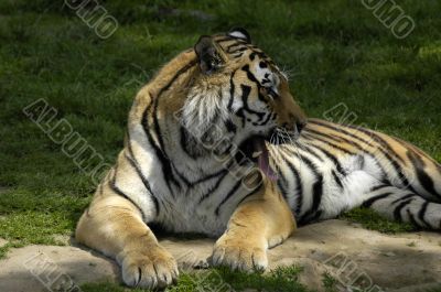 Tiger Looking