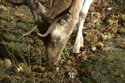 feeding deer