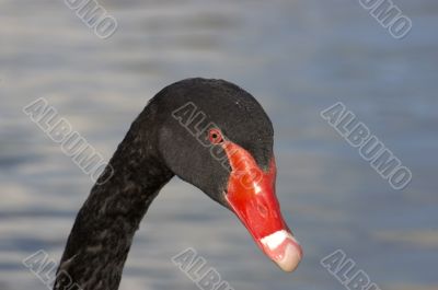 Black swan