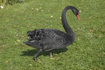 Black swan